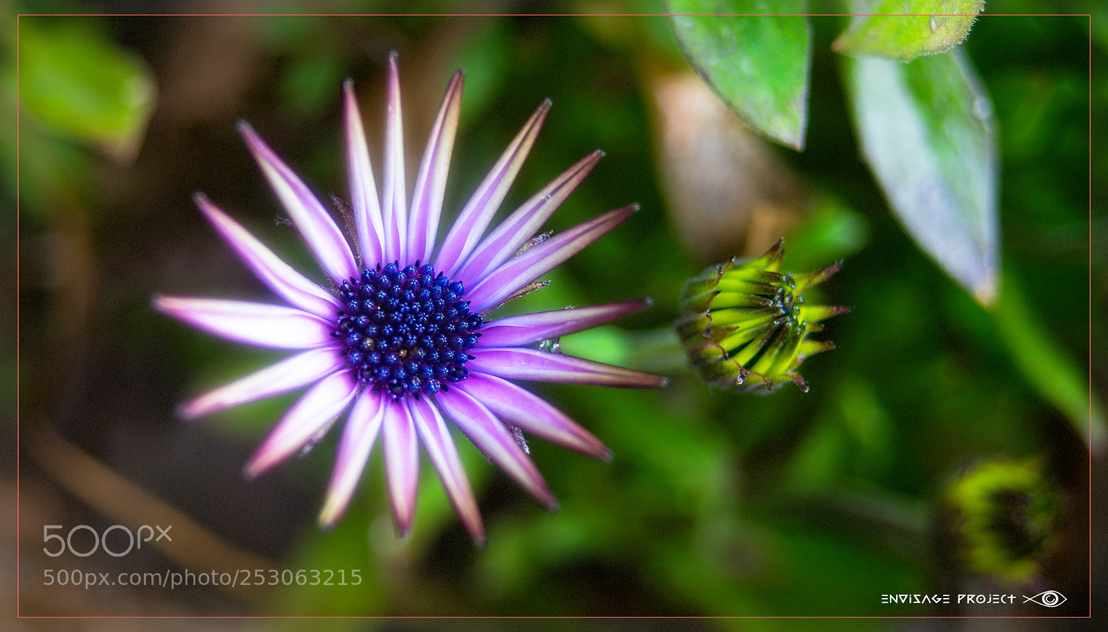 Sony a7R sample photo. Daisy in the bushes photography