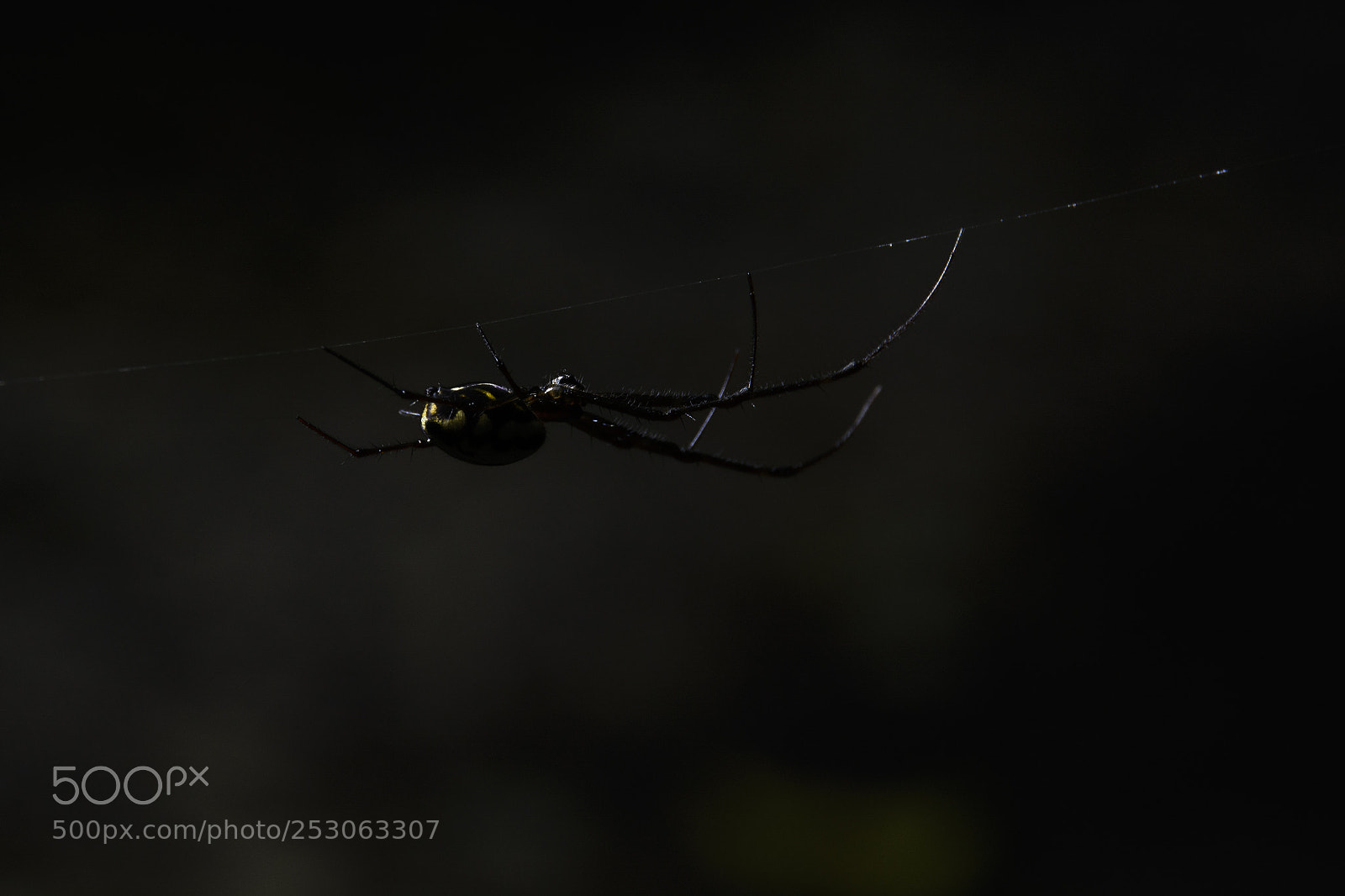 Nikon D7100 sample photo. Spider photography