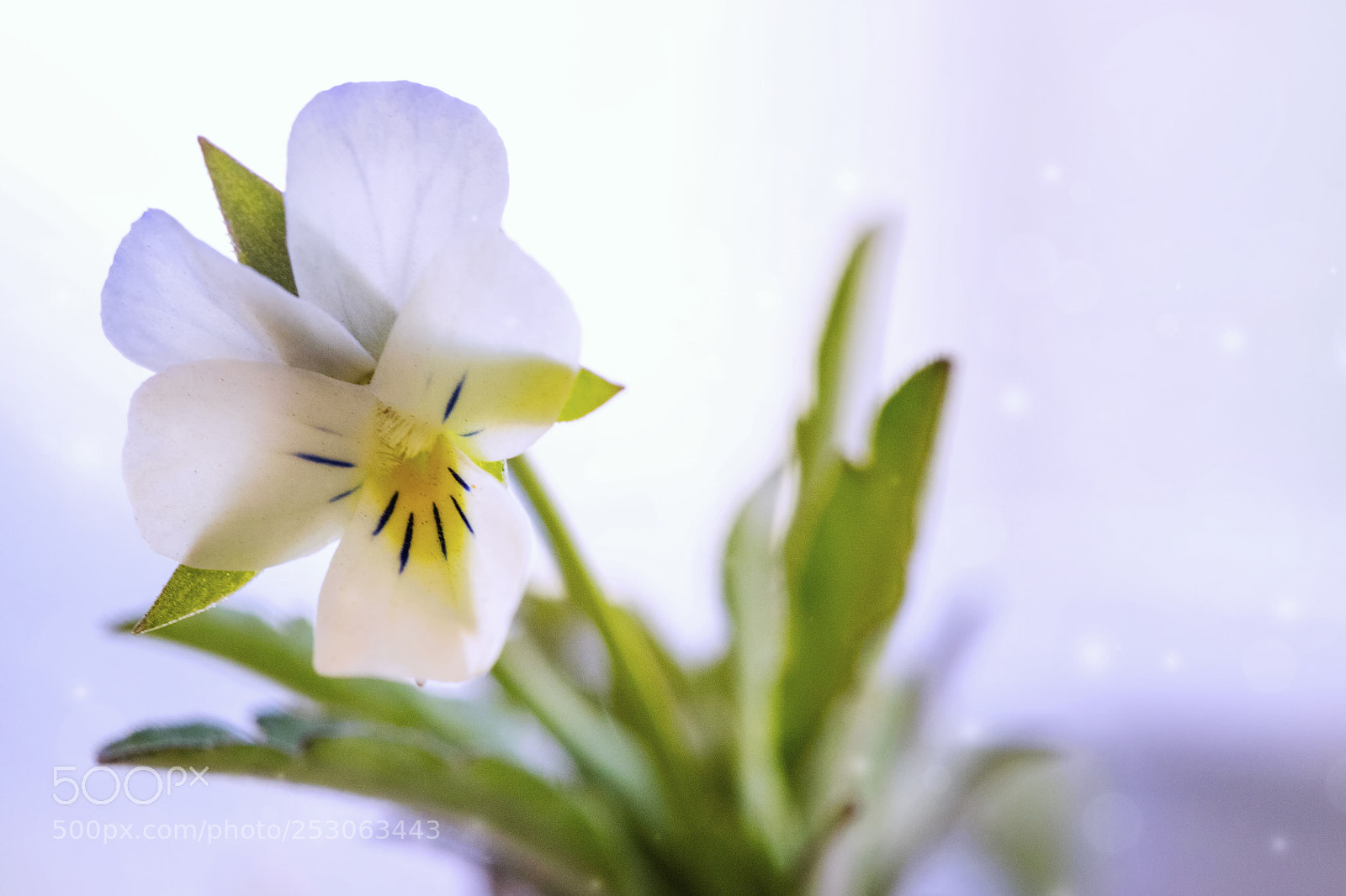 Canon EOS 6D Mark II sample photo. Flower photography