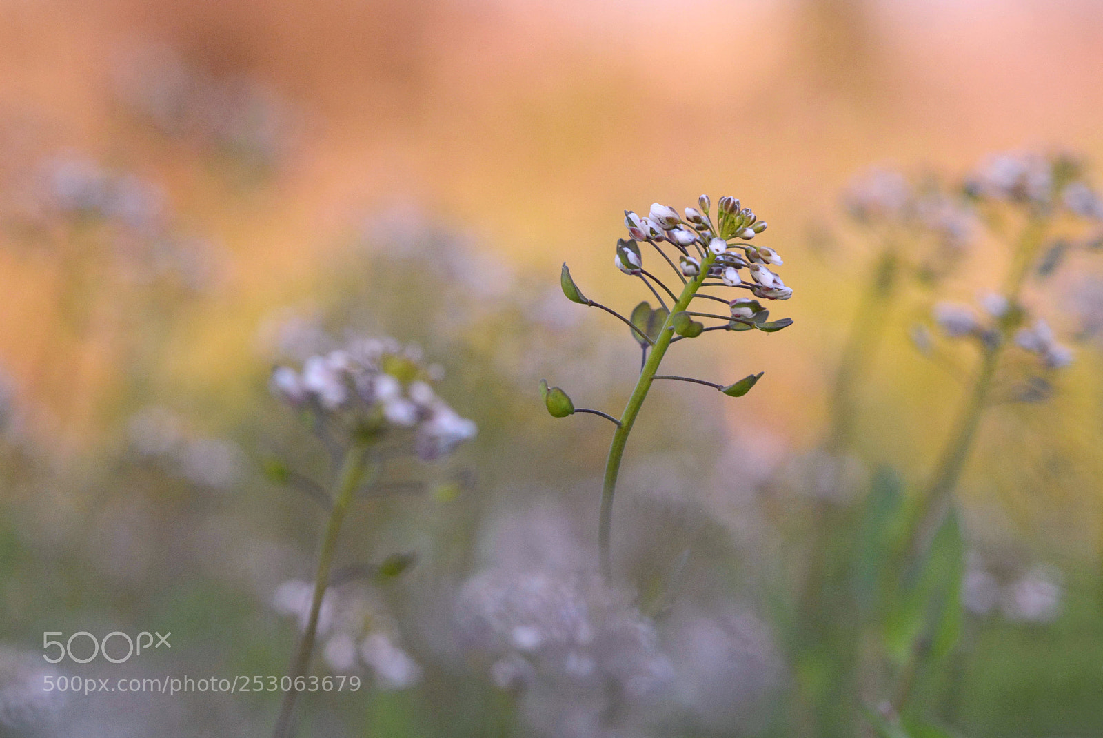 Nikon D7100 sample photo. Field pennycress photography