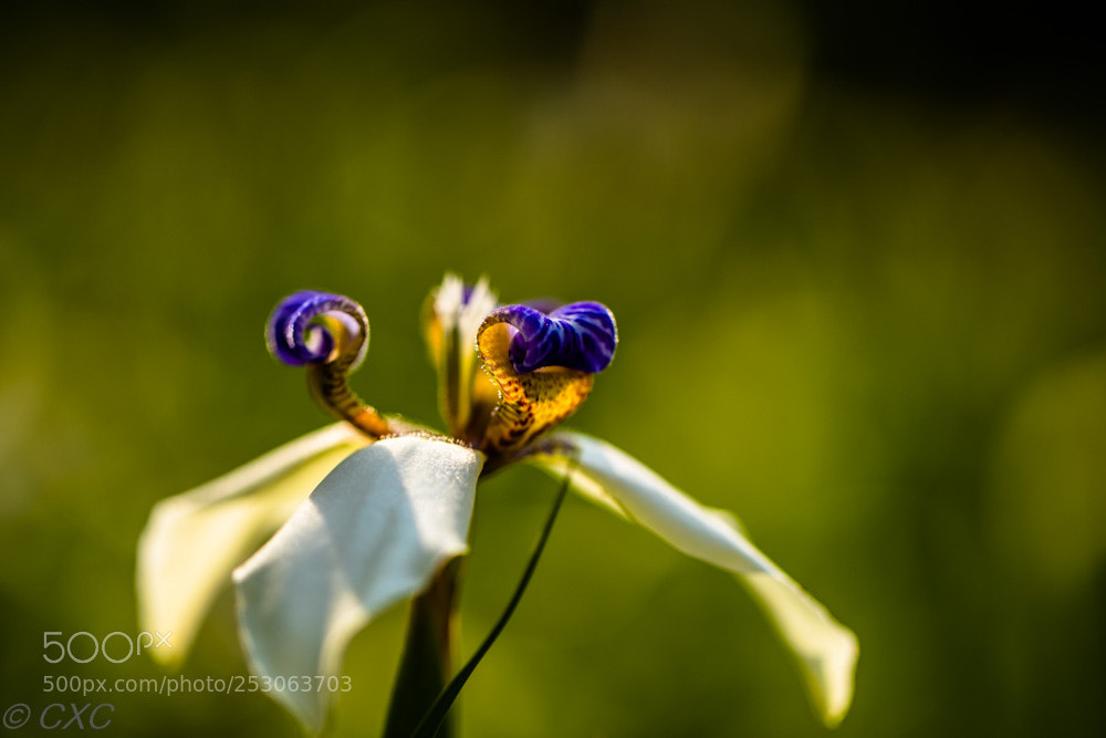 Canon EOS 5D Mark IV sample photo. Flower photography