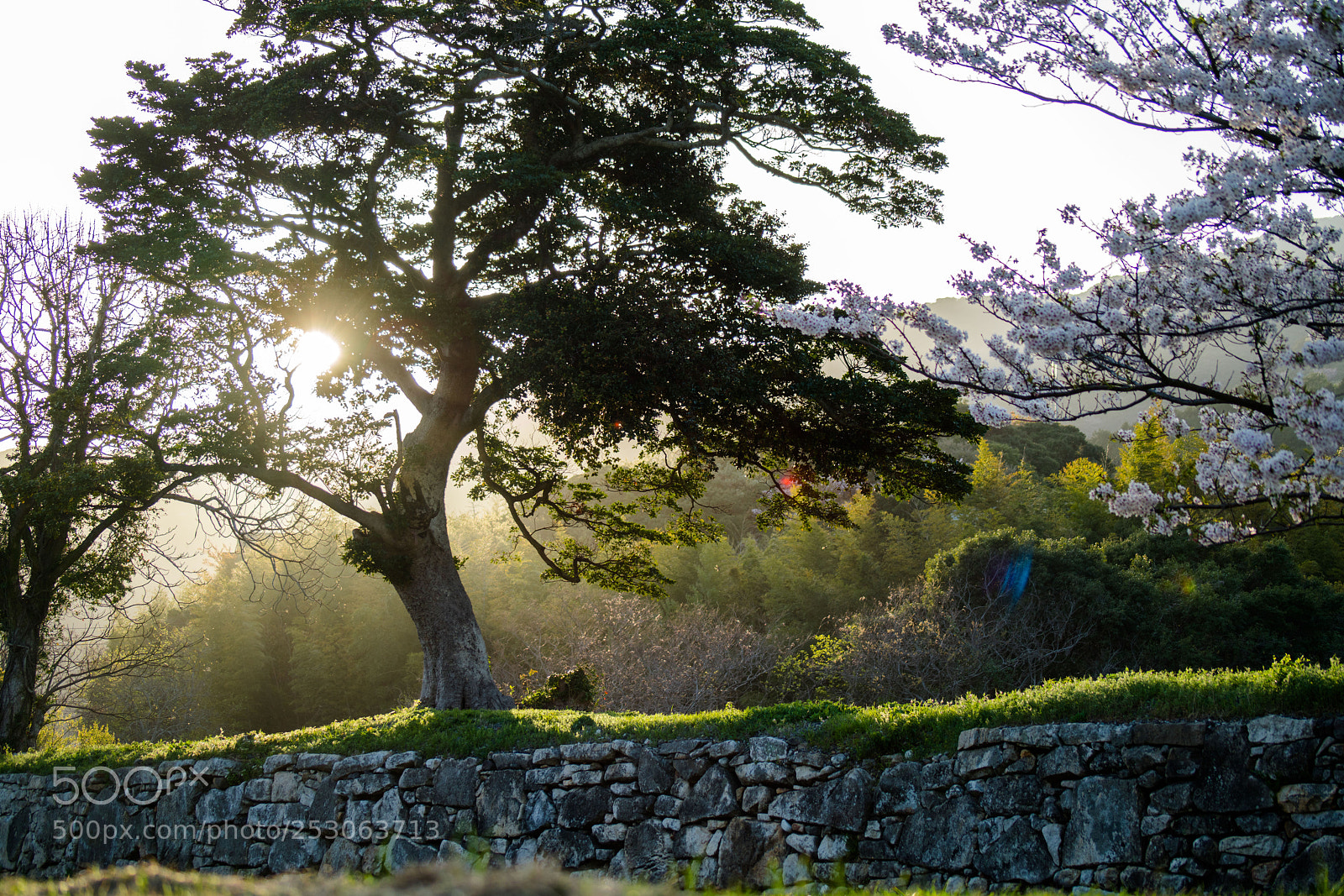 Sony a7R II sample photo. Untitled photography