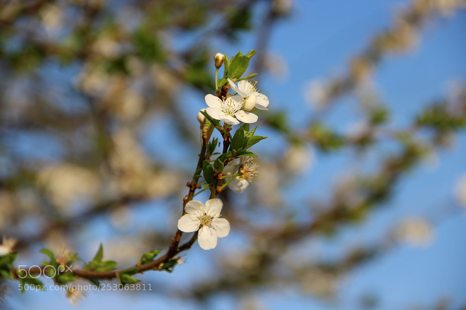 Canon EOS 600D (Rebel EOS T3i / EOS Kiss X5) sample photo. Cherry plum flowers photography