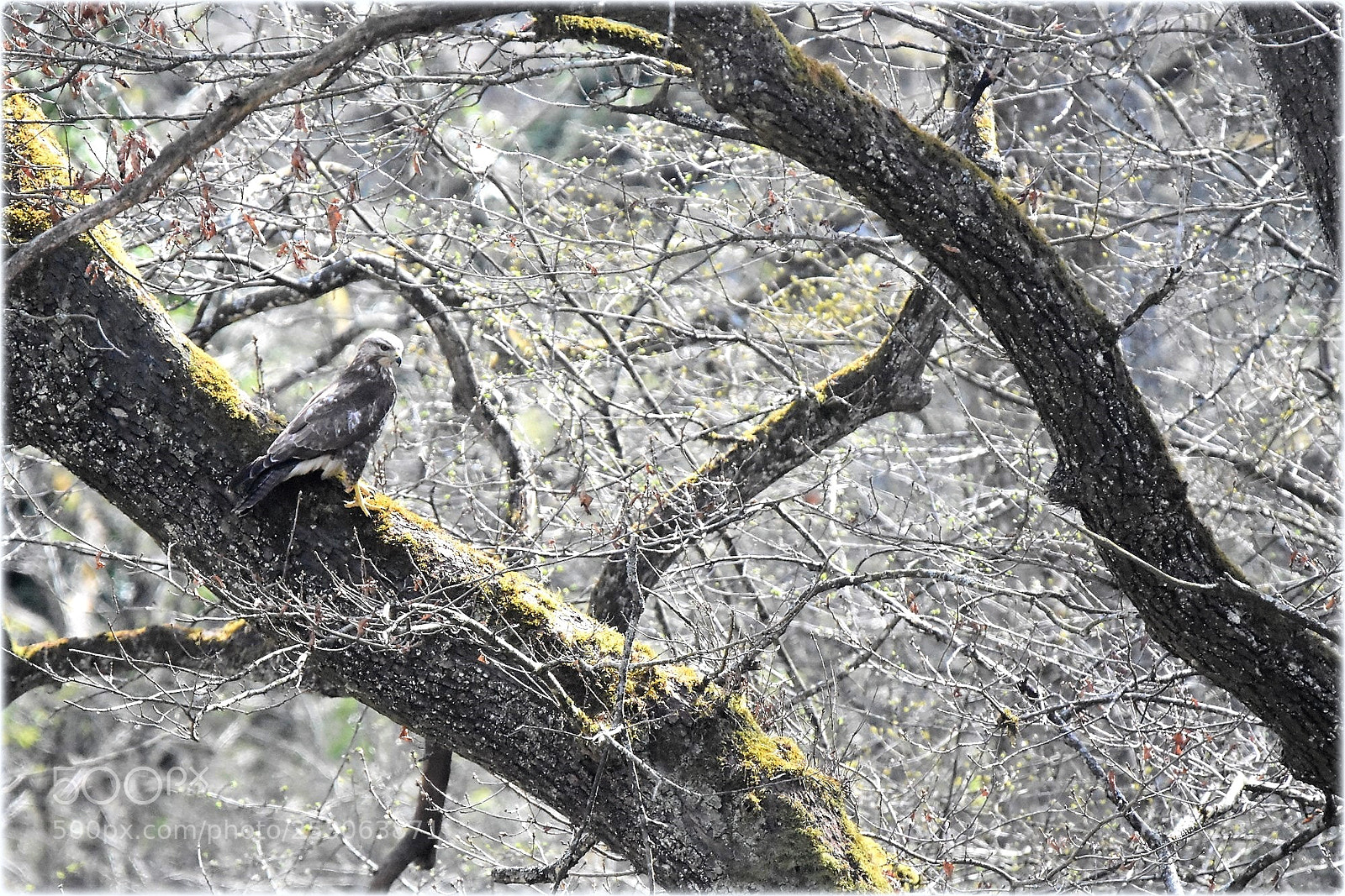 Nikon D7200 sample photo. "optimal" photography