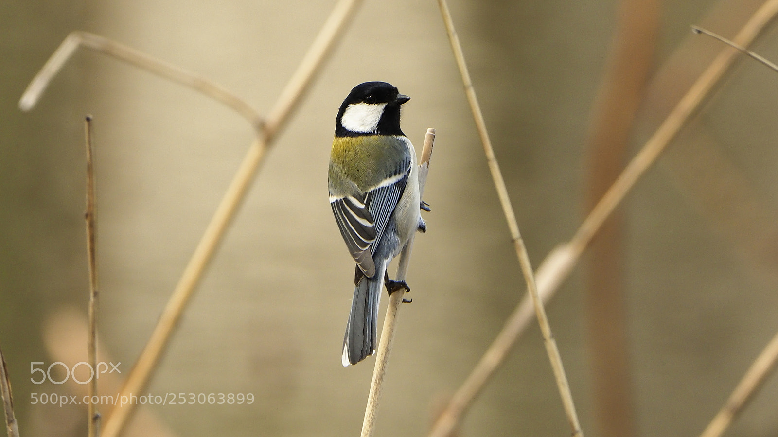 Olympus OM-D E-M1 Mark II sample photo. Japanese tit photography