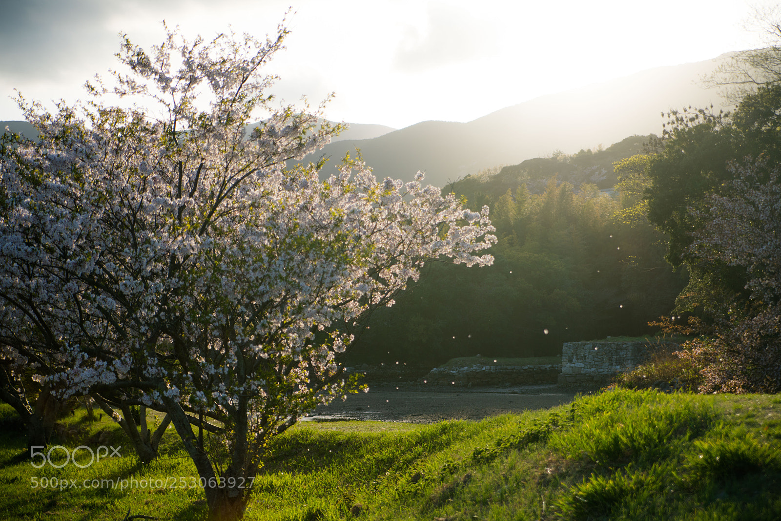 Sony a7R II sample photo. Tsushima 対馬　桜 photography