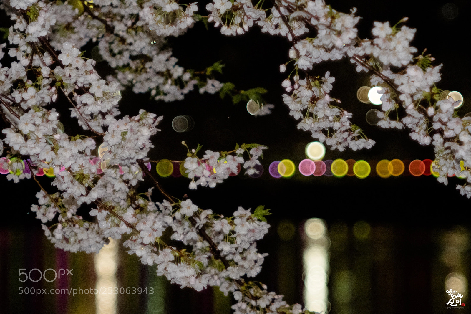 Fujifilm X-T2 sample photo. Cherry blossom & bokeh photography