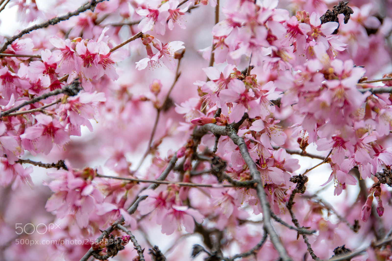 Nikon D7100 sample photo. Cherry blossom-1 photography