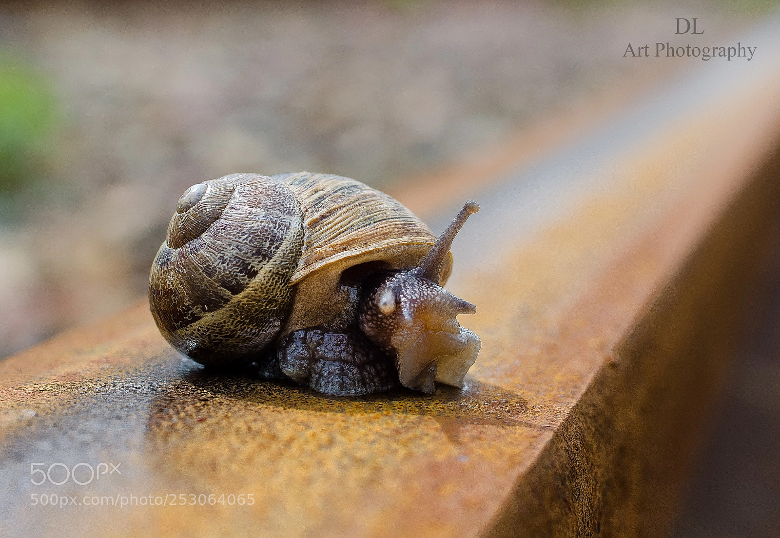 Nikon D7000 sample photo. L'escargot qui attend son photography