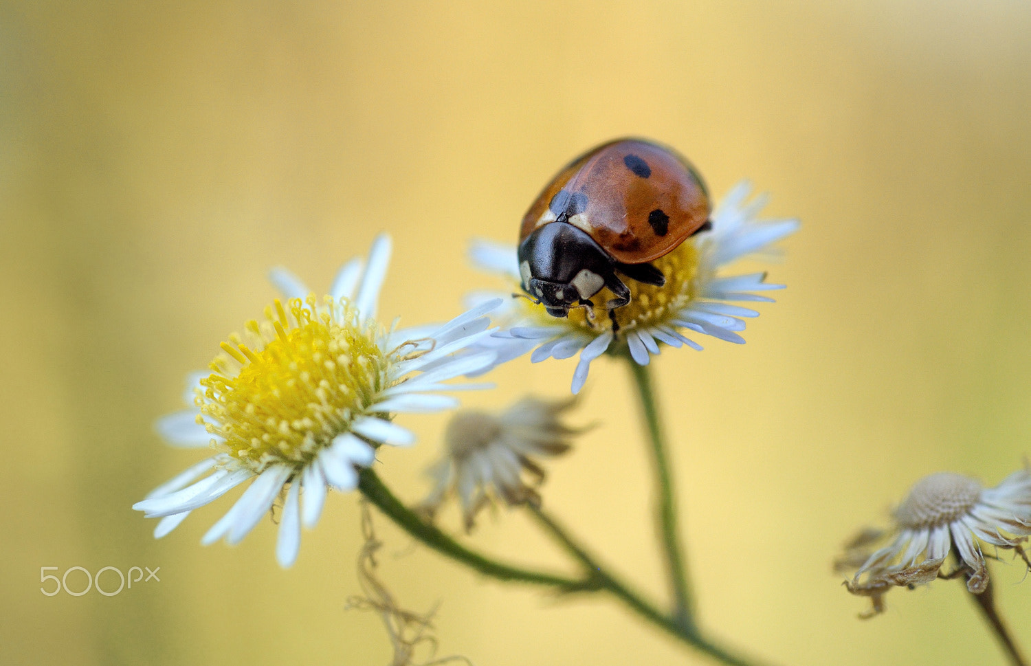 Nikon D300S + Nikon AF Micro-Nikkor 60mm F2.8D sample photo. (*) photography