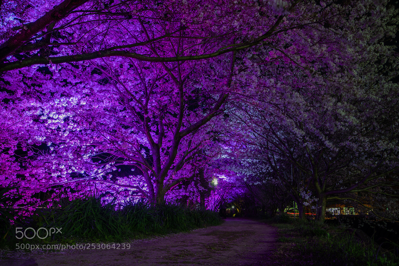 Sony a7R II sample photo. Tsushima 対馬 photography
