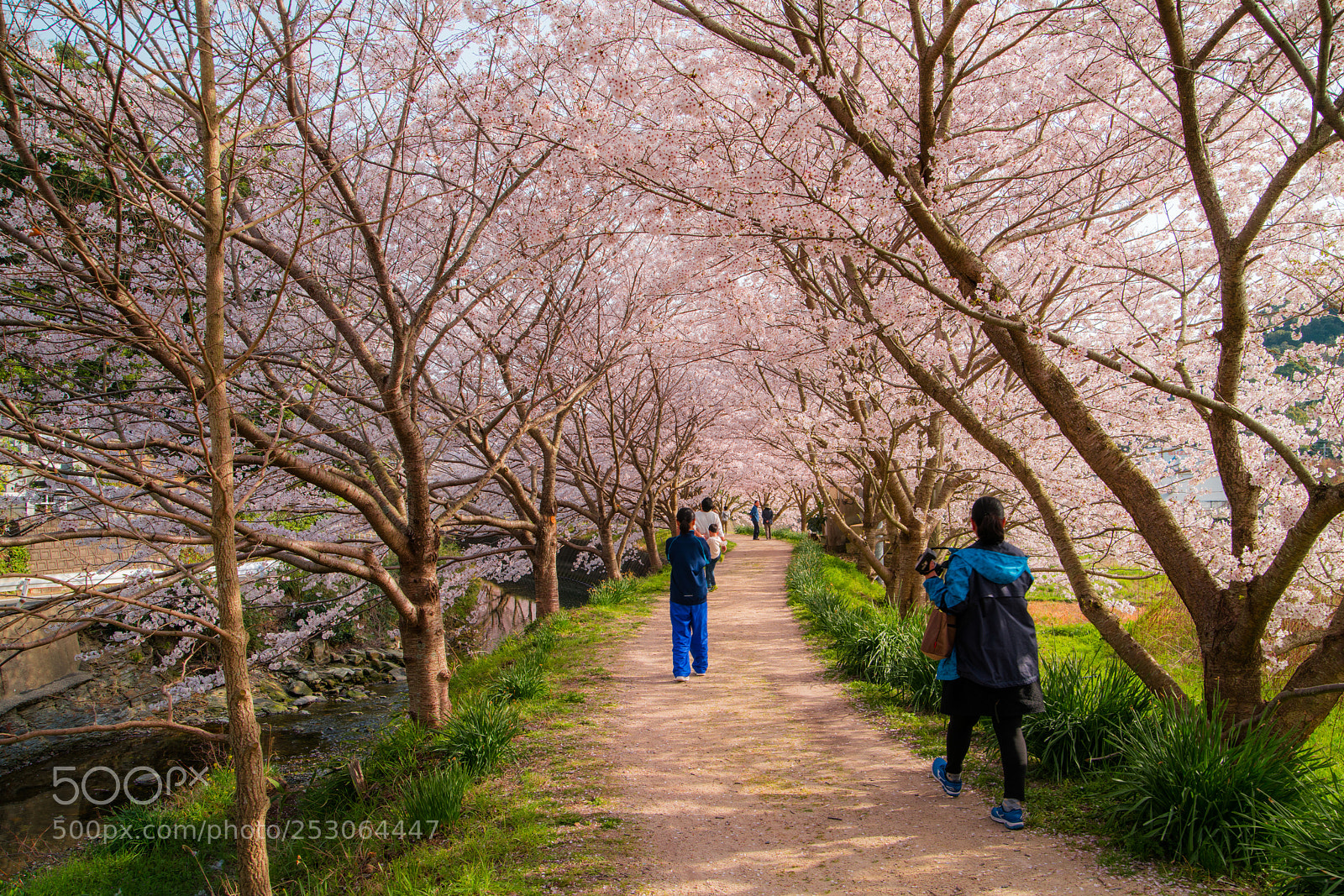 Sony a7R II sample photo. Tsushima 対馬 photography