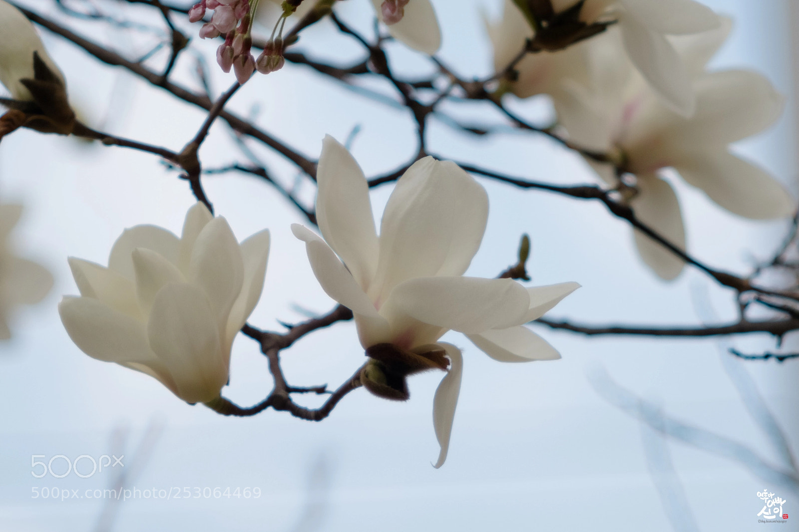 Fujifilm X-T2 sample photo. Magnolia photography