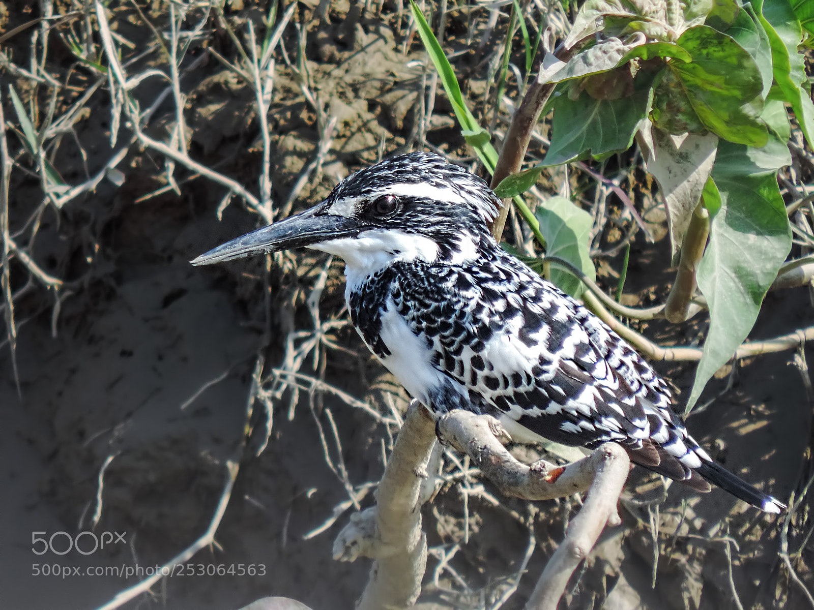 Nikon Coolpix P520 sample photo. Pied kingfisher photography