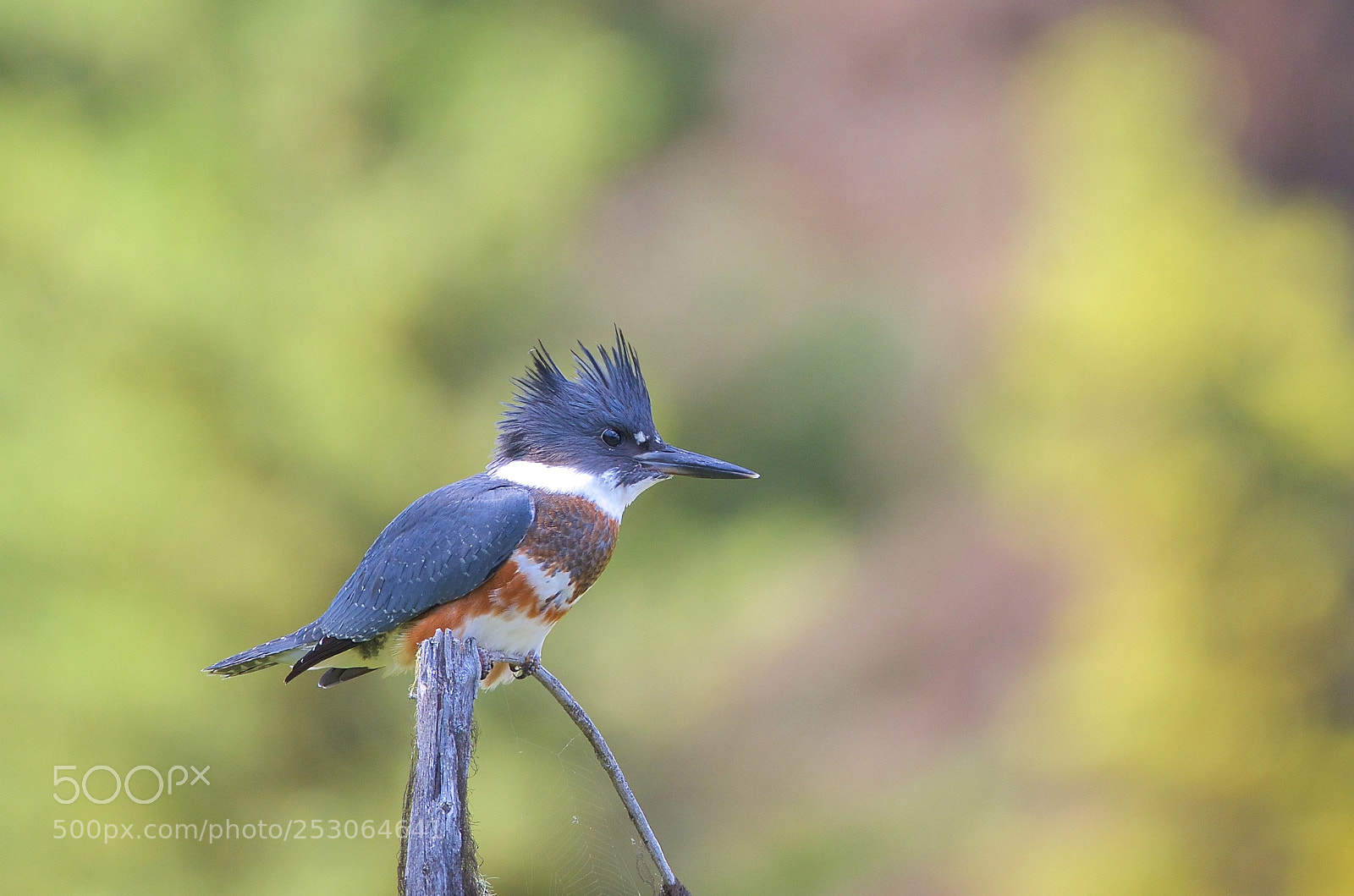 Nikon D7000 sample photo. Belted kingfisher photography