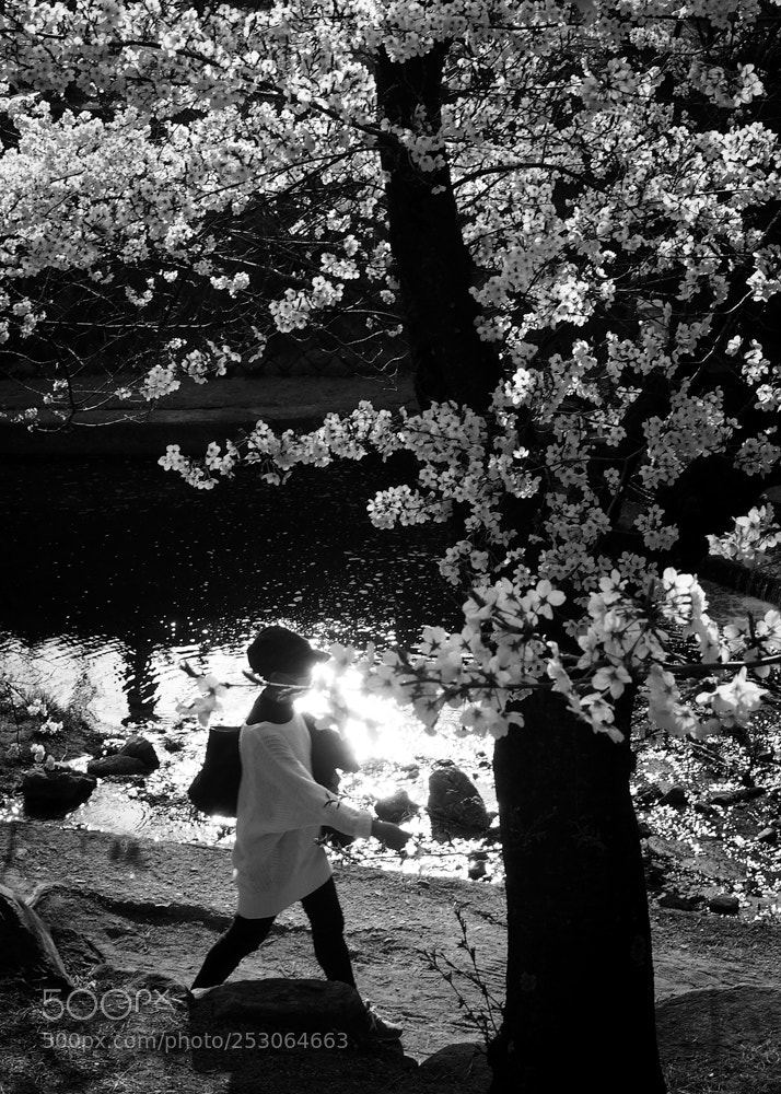 Olympus PEN E-P5 sample photo. Walk under the cherry photography
