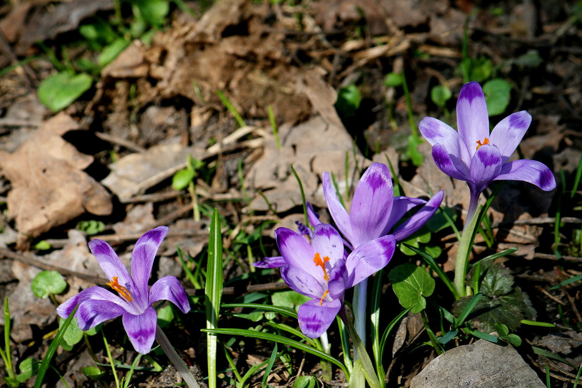 Canon EF-S 55-250mm F4-5.6 IS sample photo. А у нас весна) photography