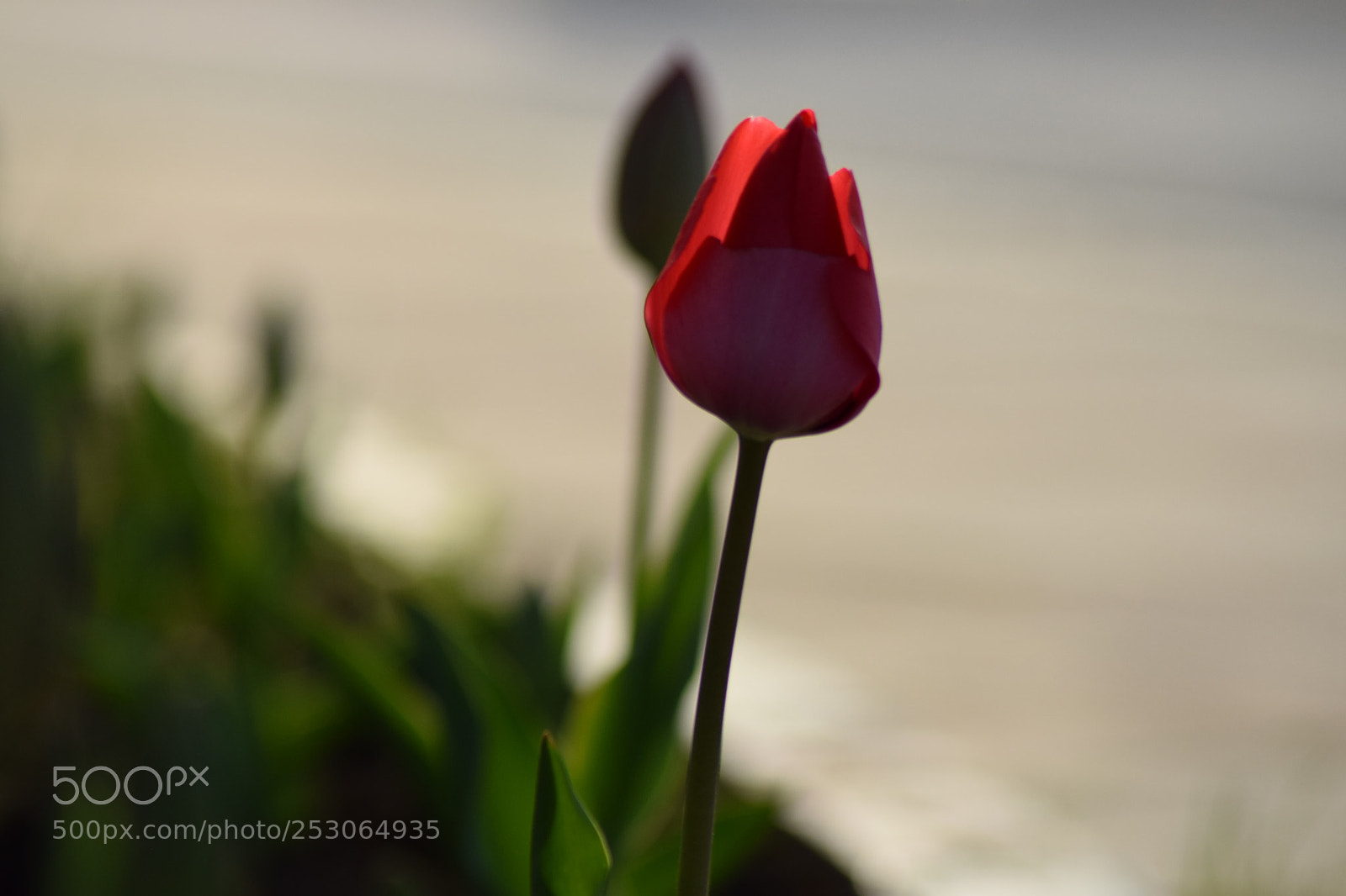 Nikon D3300 sample photo. Untitled photography