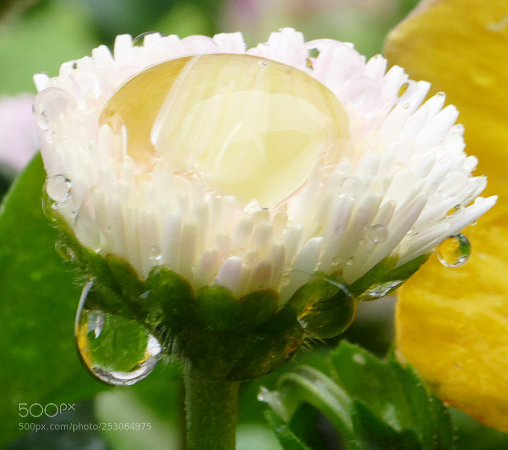 Panasonic Lumix DMC-FZ1000 sample photo. Water catcher photography