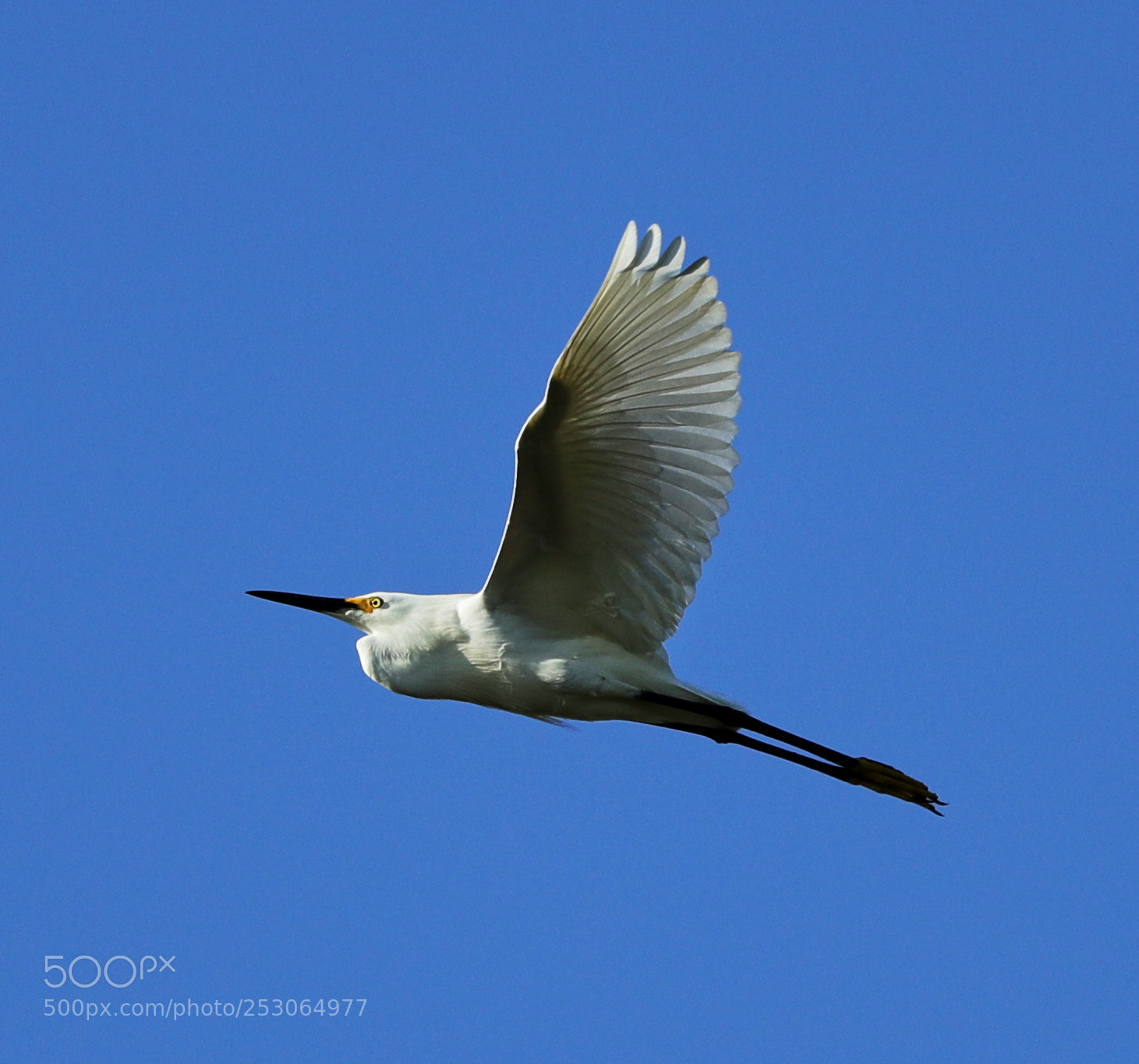 Canon EOS-1D X Mark II sample photo. 04-10-18-0011560.jpg photography