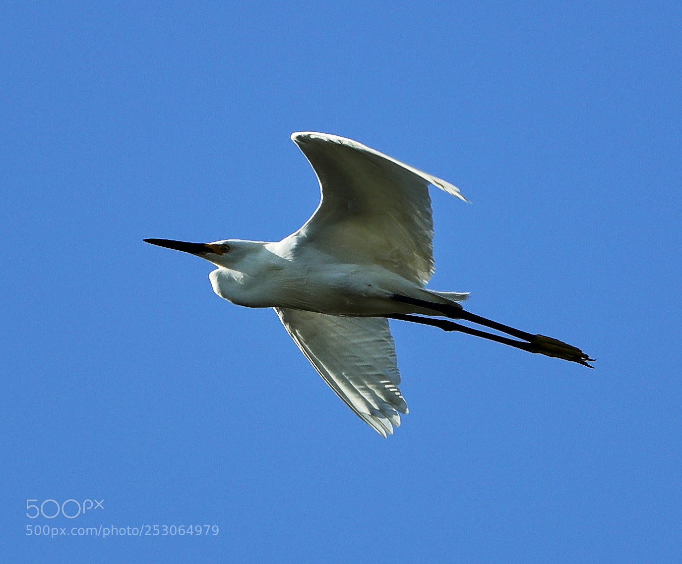 Canon EOS-1D X Mark II sample photo. 04-10-18-0011559.jpg photography