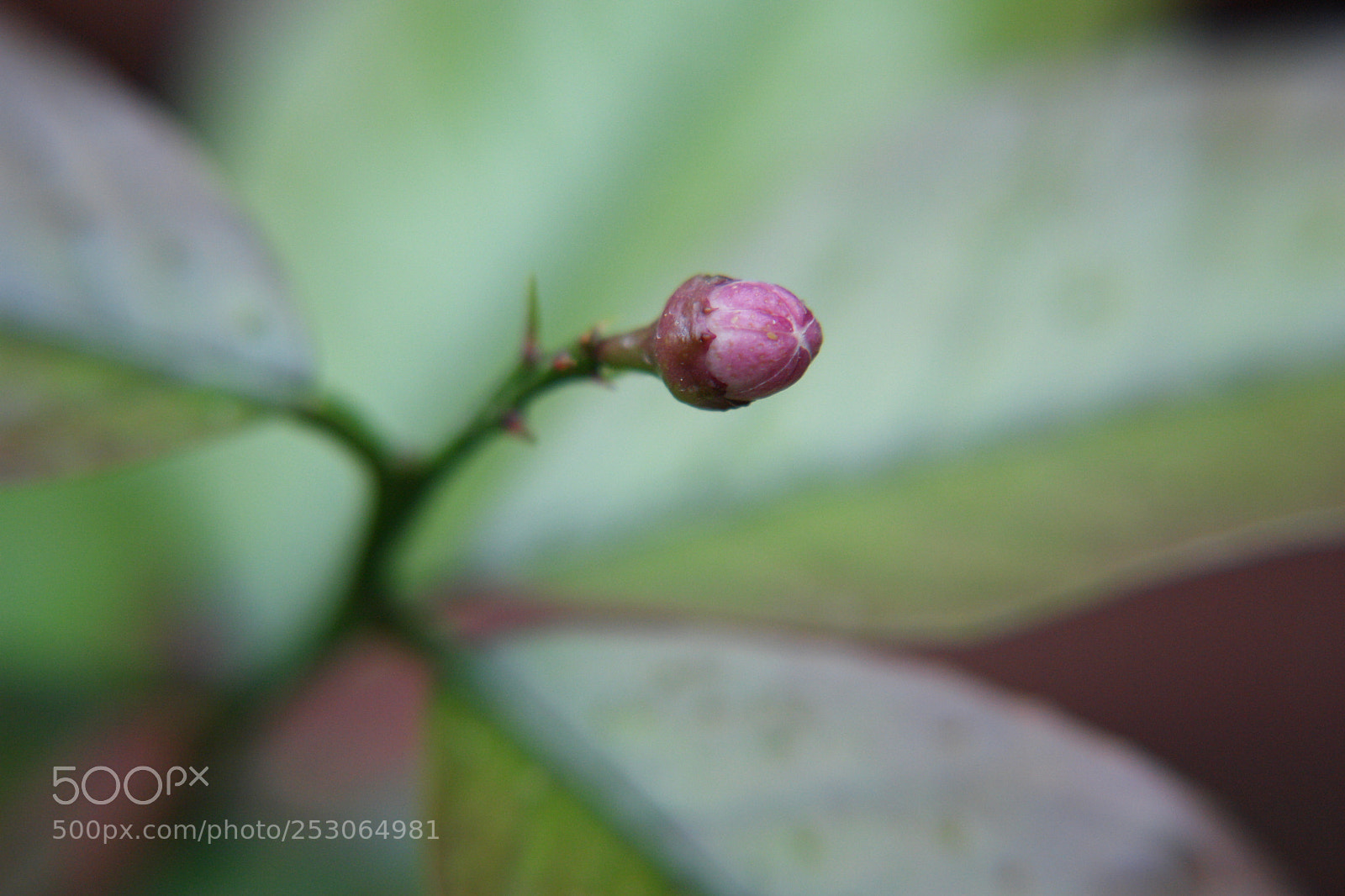 Sony DSC-R1 sample photo. Untitled photography