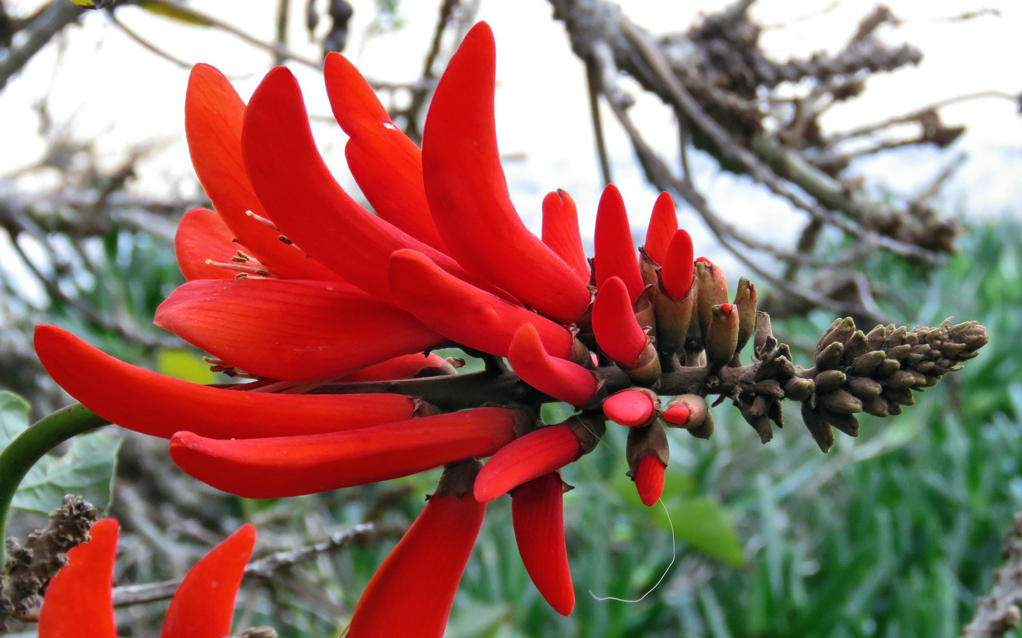 Canon PowerShot SX60 HS + 3.8 - 247.0 mm sample photo. Red pinecomb flower photography