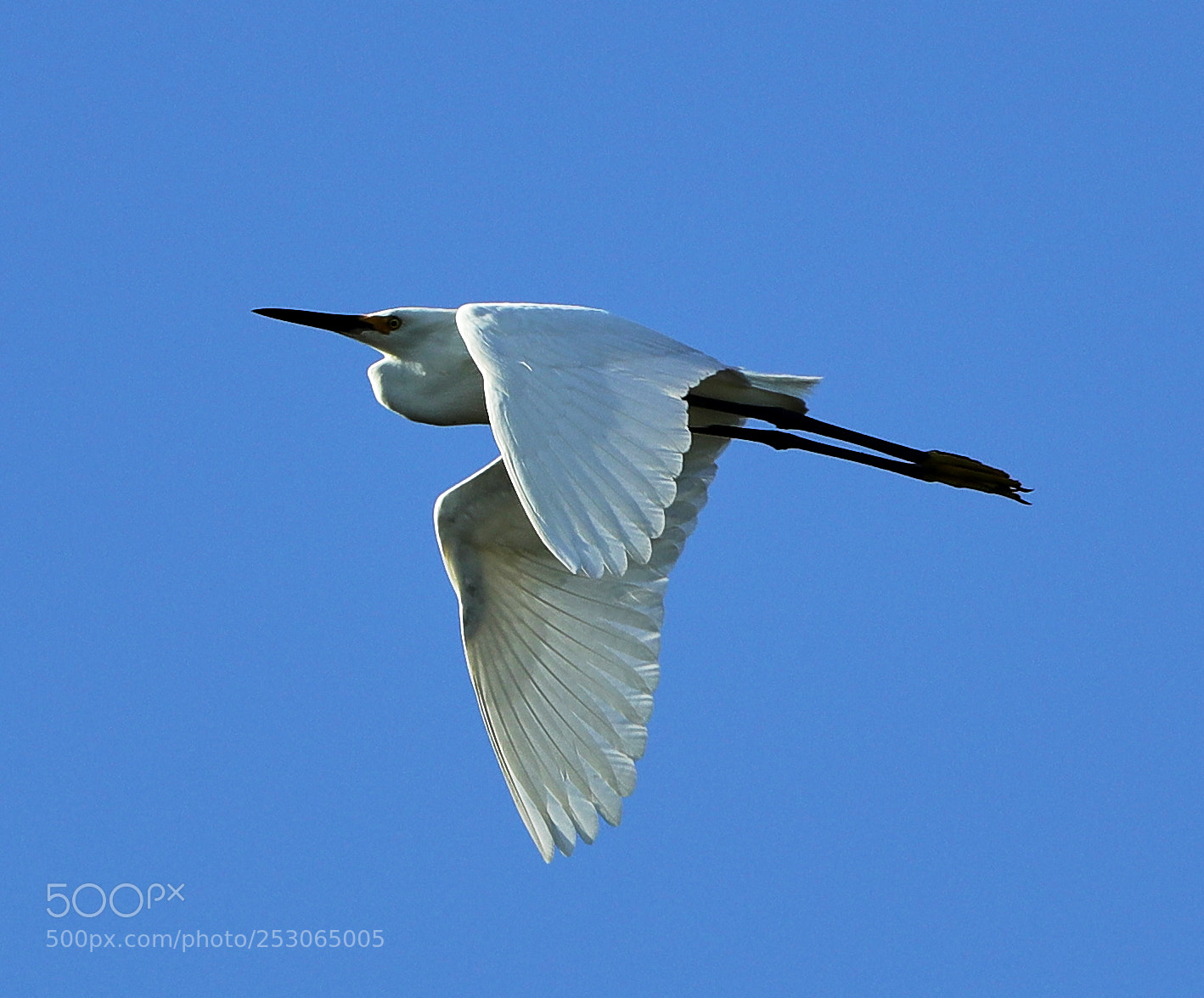 Canon EOS-1D X Mark II sample photo. 04-10-18-0011558.jpg photography