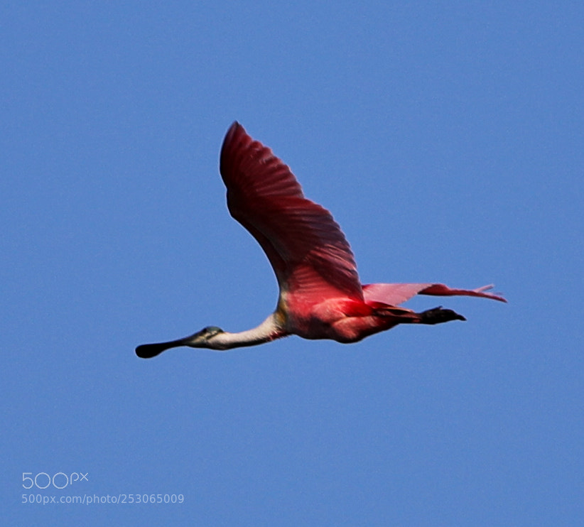 Canon EOS-1D X Mark II sample photo. 04-10-18-0011557.jpg photography