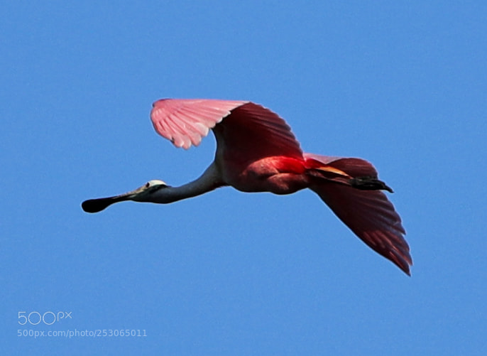 Canon EOS-1D X Mark II sample photo. 04-10-18-0011556.jpg photography