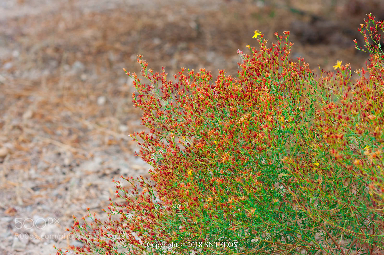 Canon EOS 40D sample photo. Σπαθόβιολες (Σπαθόχορτο) |  perforate st john's-wort photography