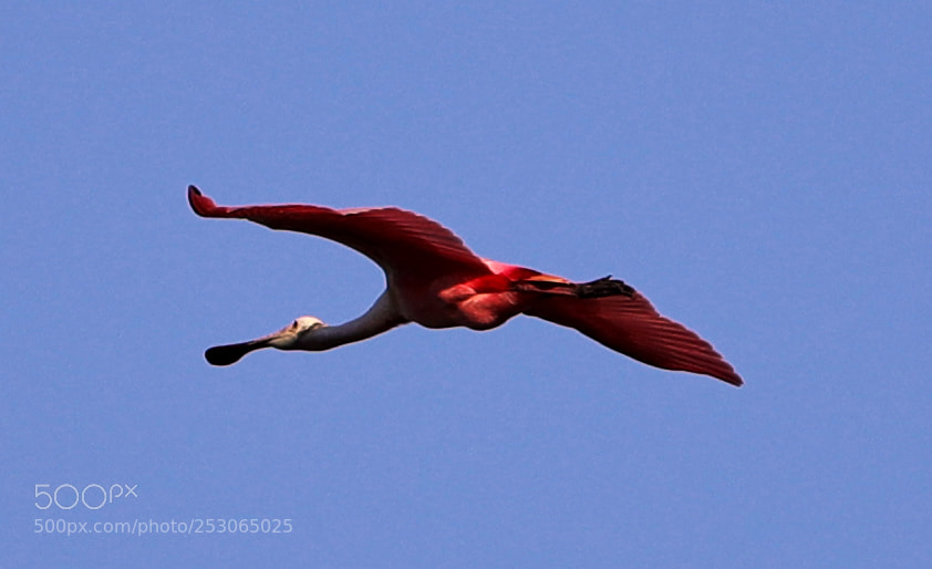 Canon EOS-1D X Mark II sample photo. 04-10-18-0011555.jpg photography