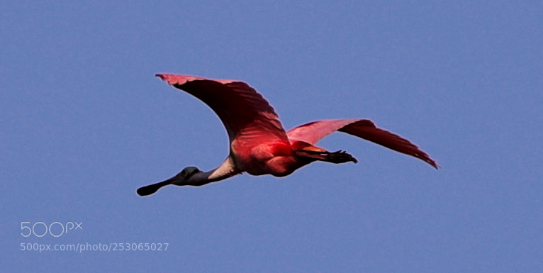 Canon EOS-1D X Mark II sample photo. 04-10-18-0011553.jpg photography