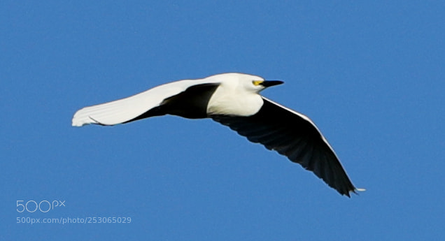 Canon EOS-1D X Mark II sample photo. 04-10-18-0011552.jpg photography
