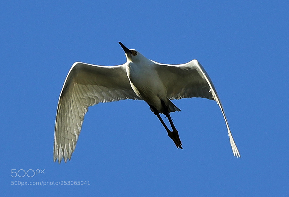 Canon EOS-1D X Mark II sample photo. 04-10-18-0011548.jpg photography