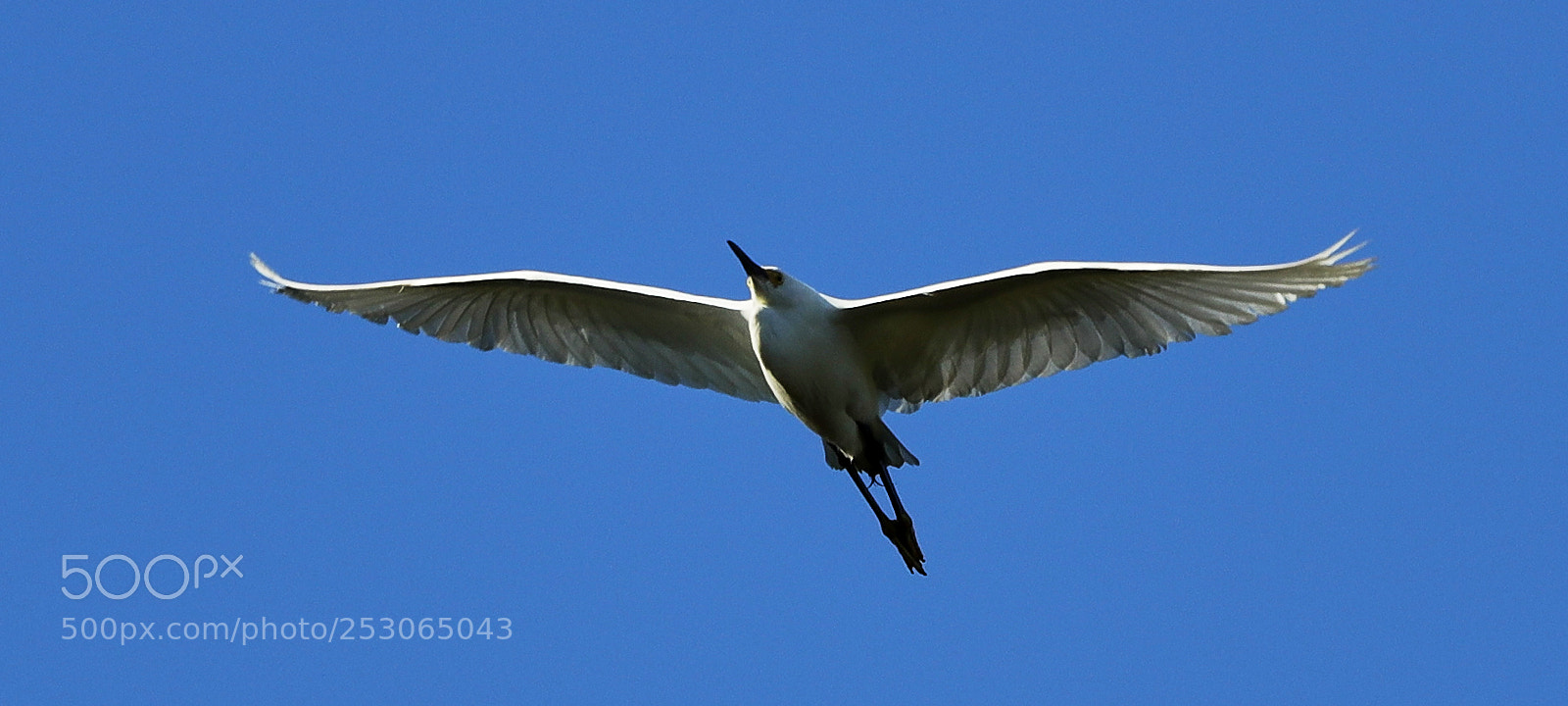 Canon EOS-1D X Mark II sample photo. 04-10-18-0011547.jpg photography