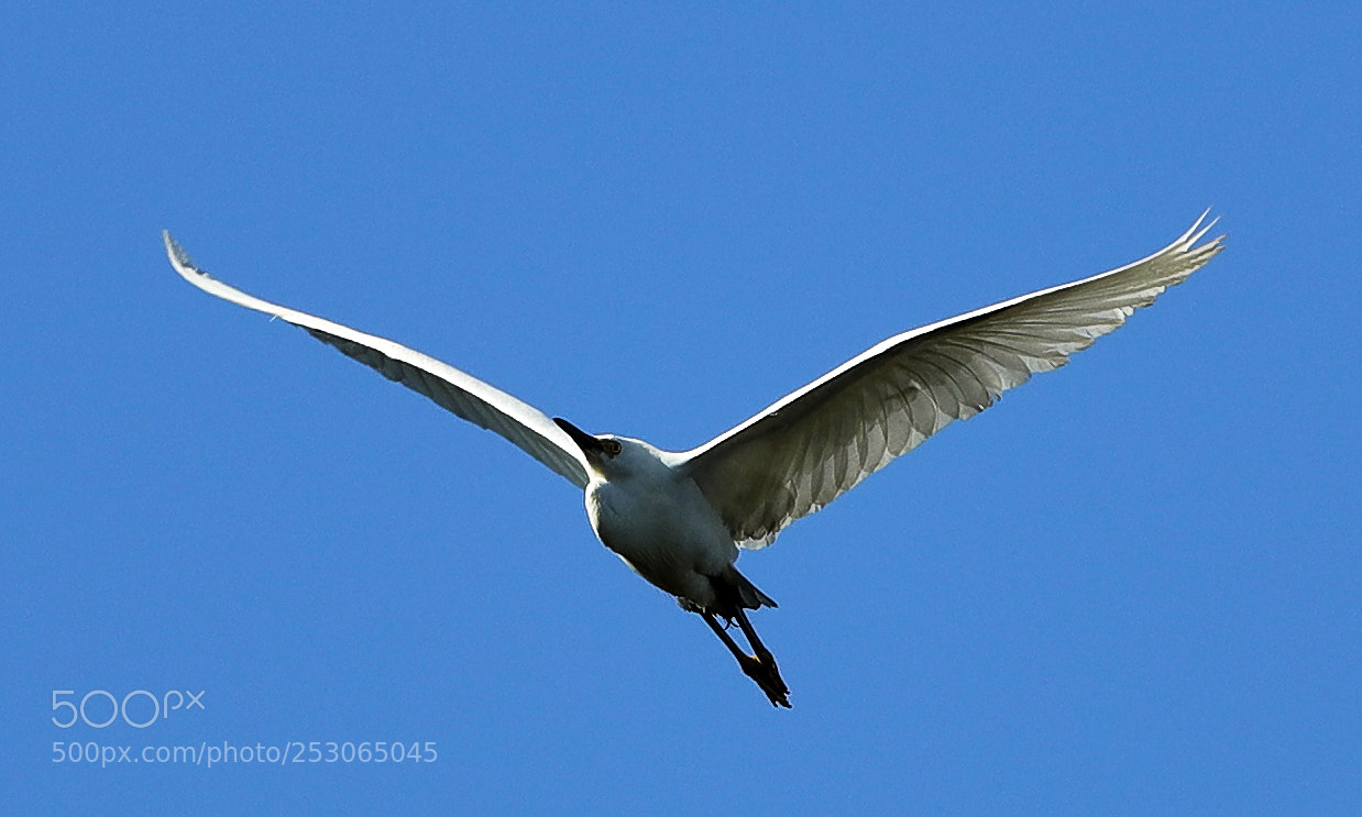 Canon EOS-1D X Mark II sample photo. 04-10-18-0011550.jpg photography
