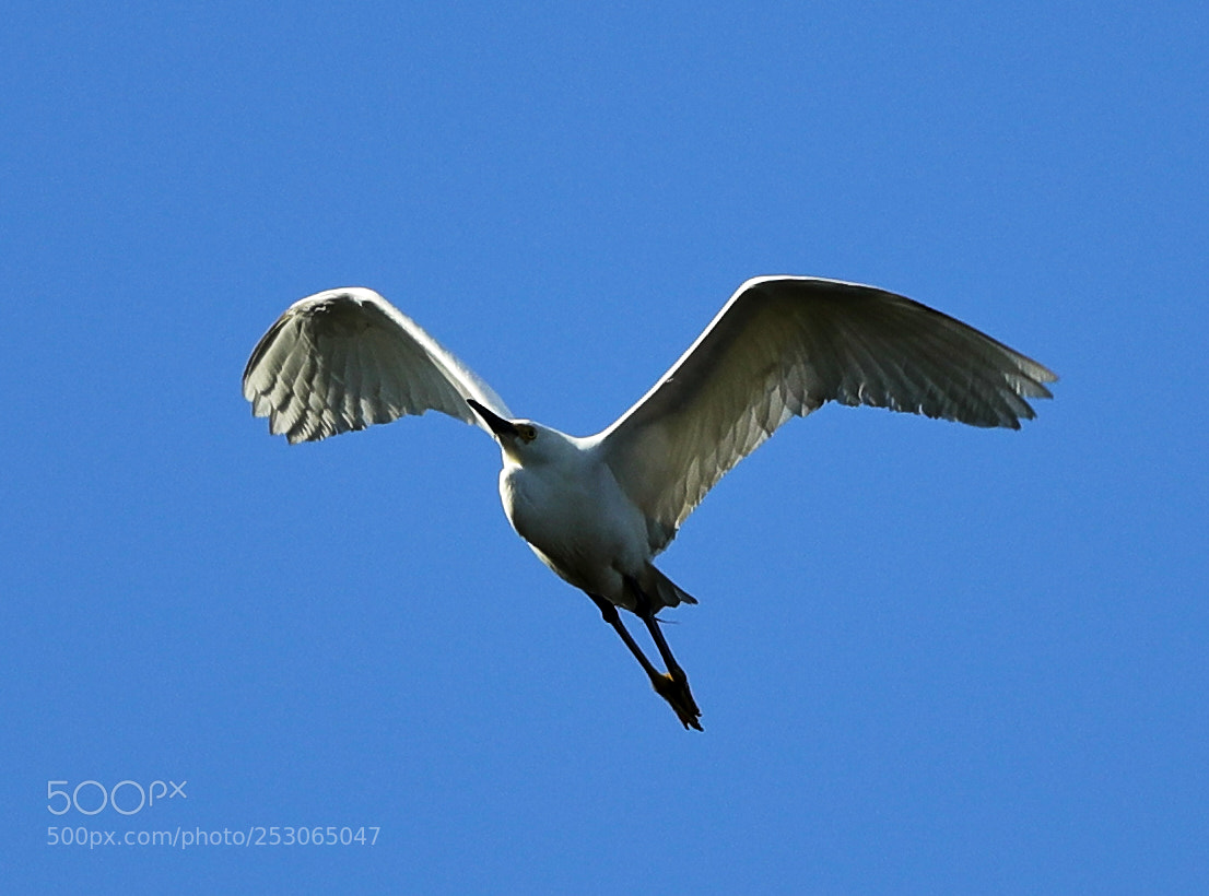 Canon EOS-1D X Mark II sample photo. 04-10-18-0011549.jpg photography