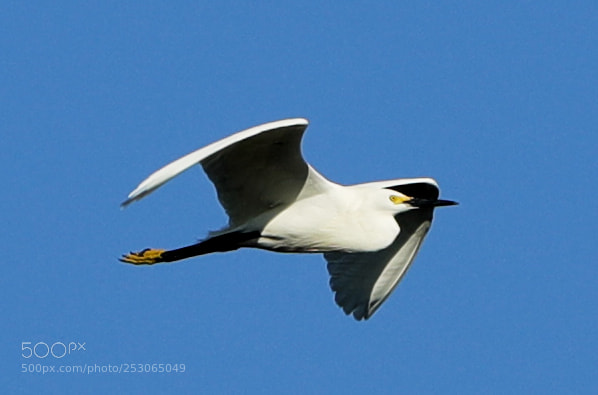 Canon EOS-1D X Mark II sample photo. 04-10-18-0011551.jpg photography