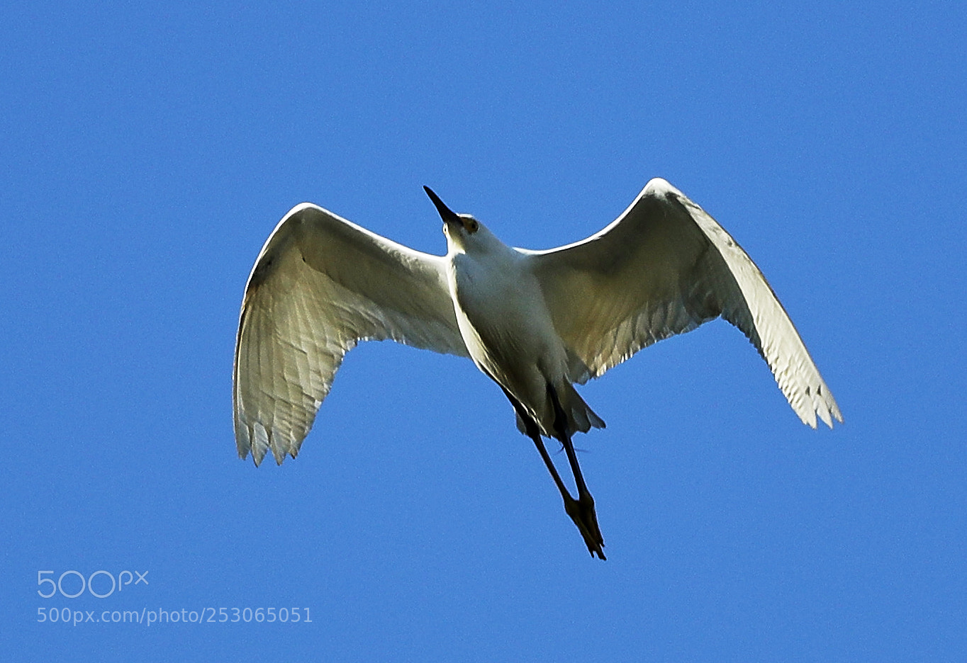 Canon EOS-1D X Mark II sample photo. 04-10-18-0011545.jpg photography