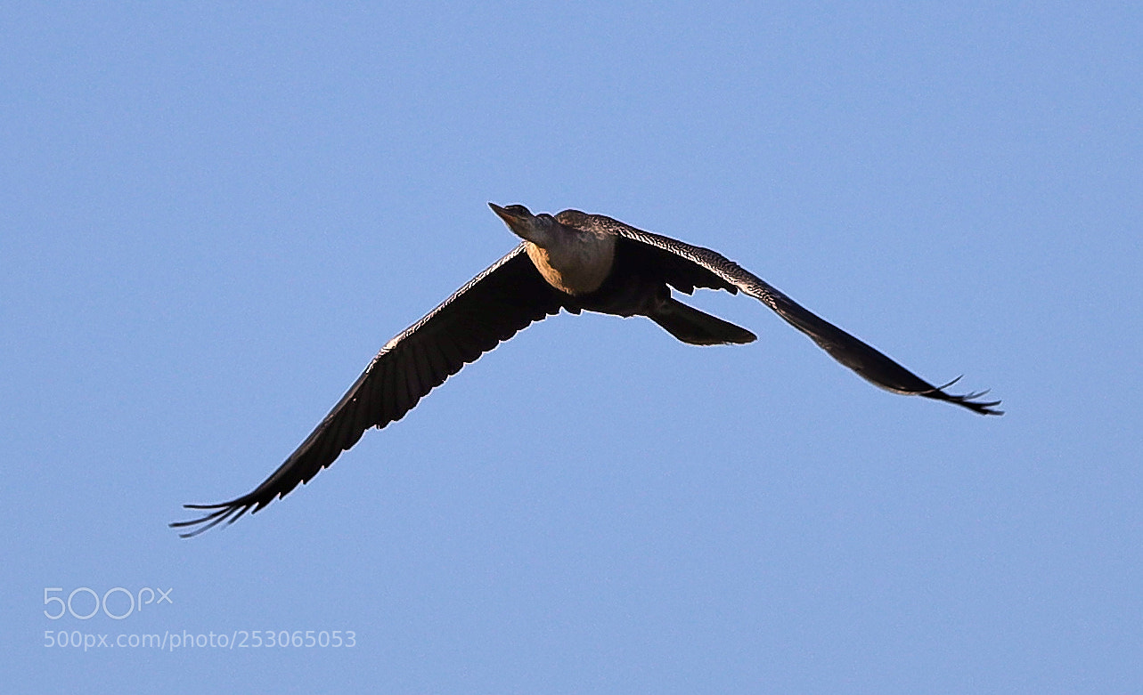 Canon EOS-1D X Mark II sample photo. 04-10-18-0011543.jpg photography