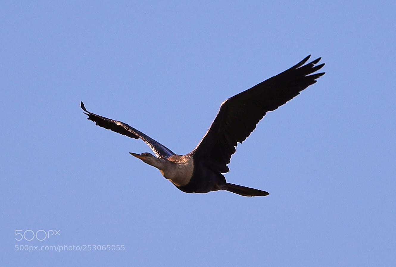 Canon EOS-1D X Mark II sample photo. 04-10-18-0011542.jpg photography