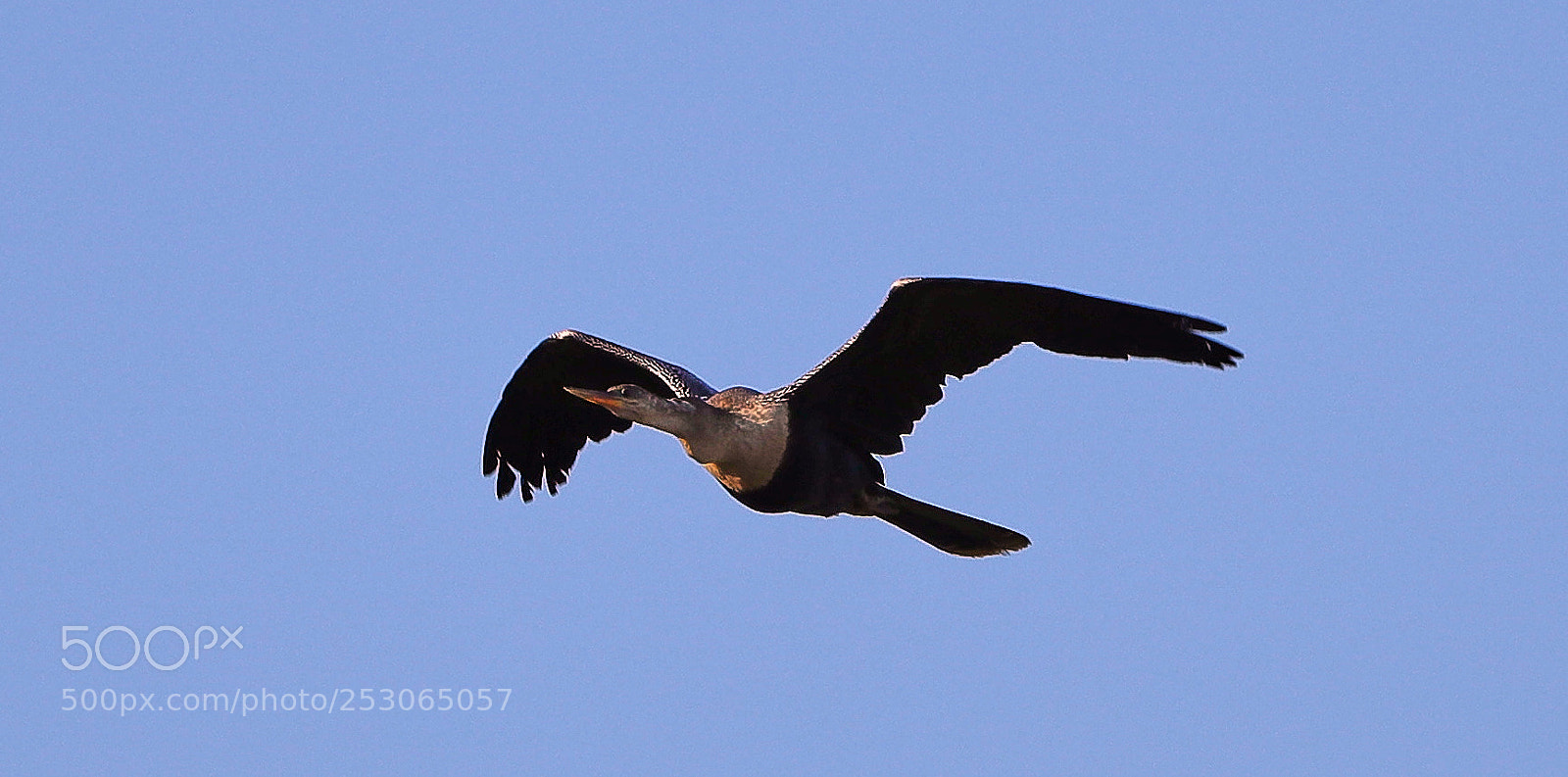 Canon EOS-1D X Mark II sample photo. 04-10-18-0011541.jpg photography