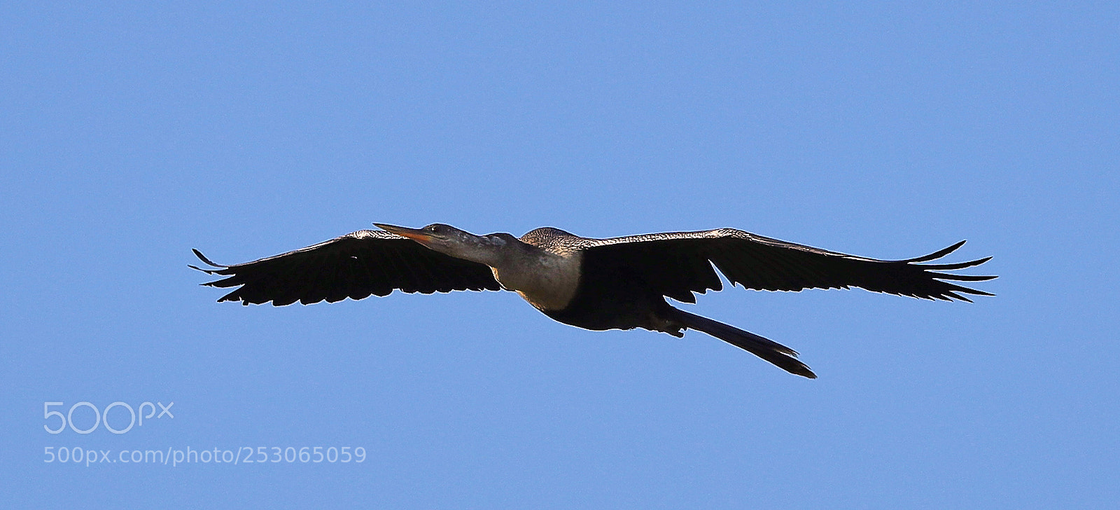 Canon EOS-1D X Mark II sample photo. 04-10-18-0011539.jpg photography