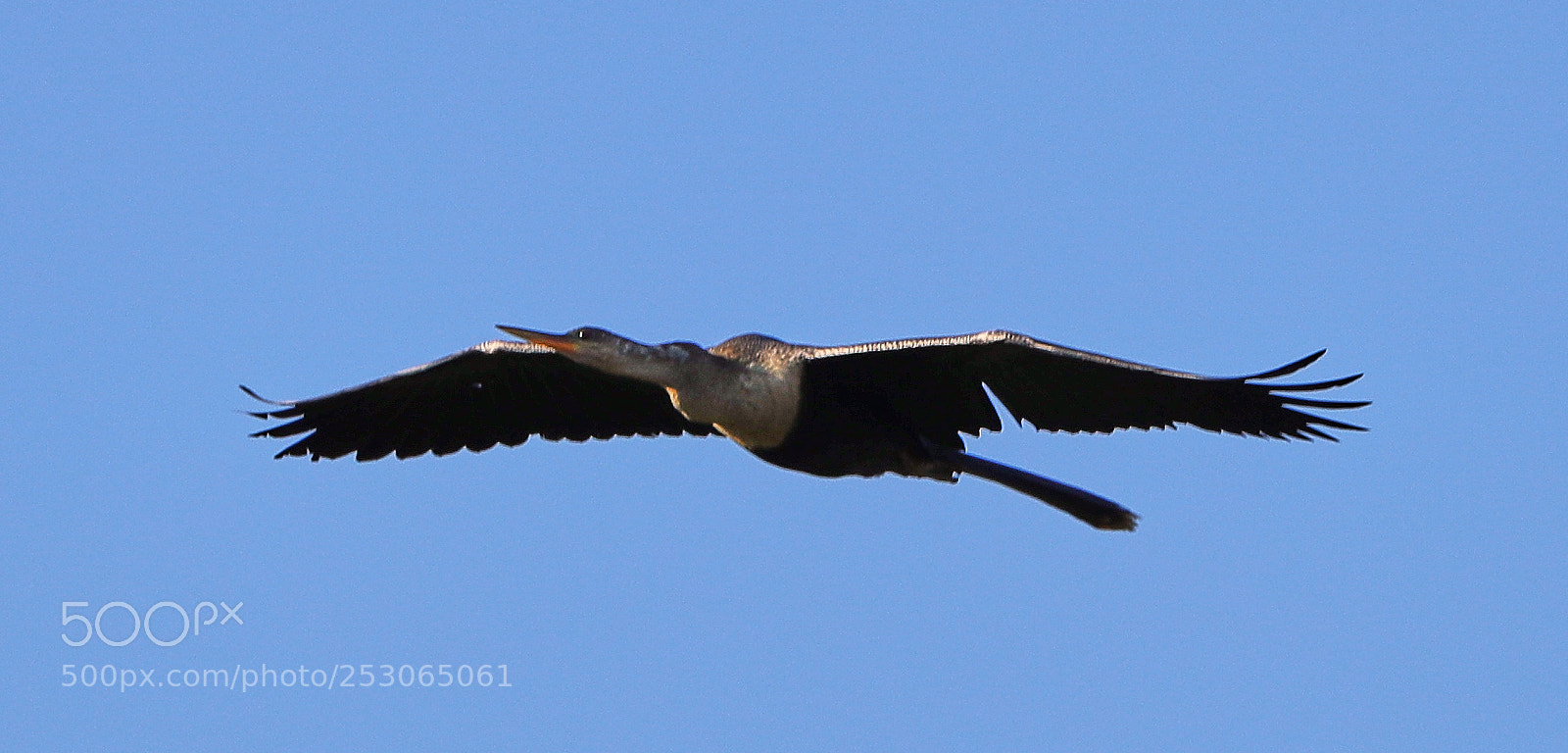 Canon EOS-1D X Mark II sample photo. 04-10-18-0011538.jpg photography