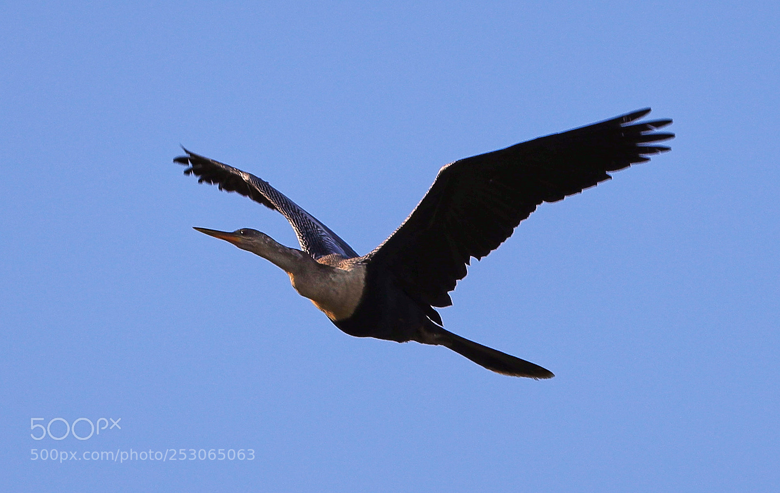Canon EOS-1D X Mark II sample photo. 04-10-18-0011537.jpg photography