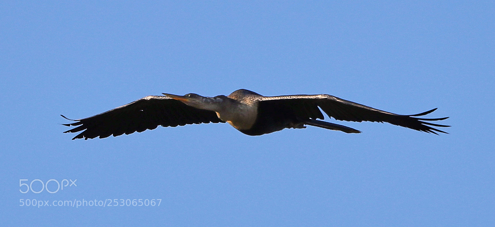 Canon EOS-1D X Mark II sample photo. 04-10-18-0011540.jpg photography