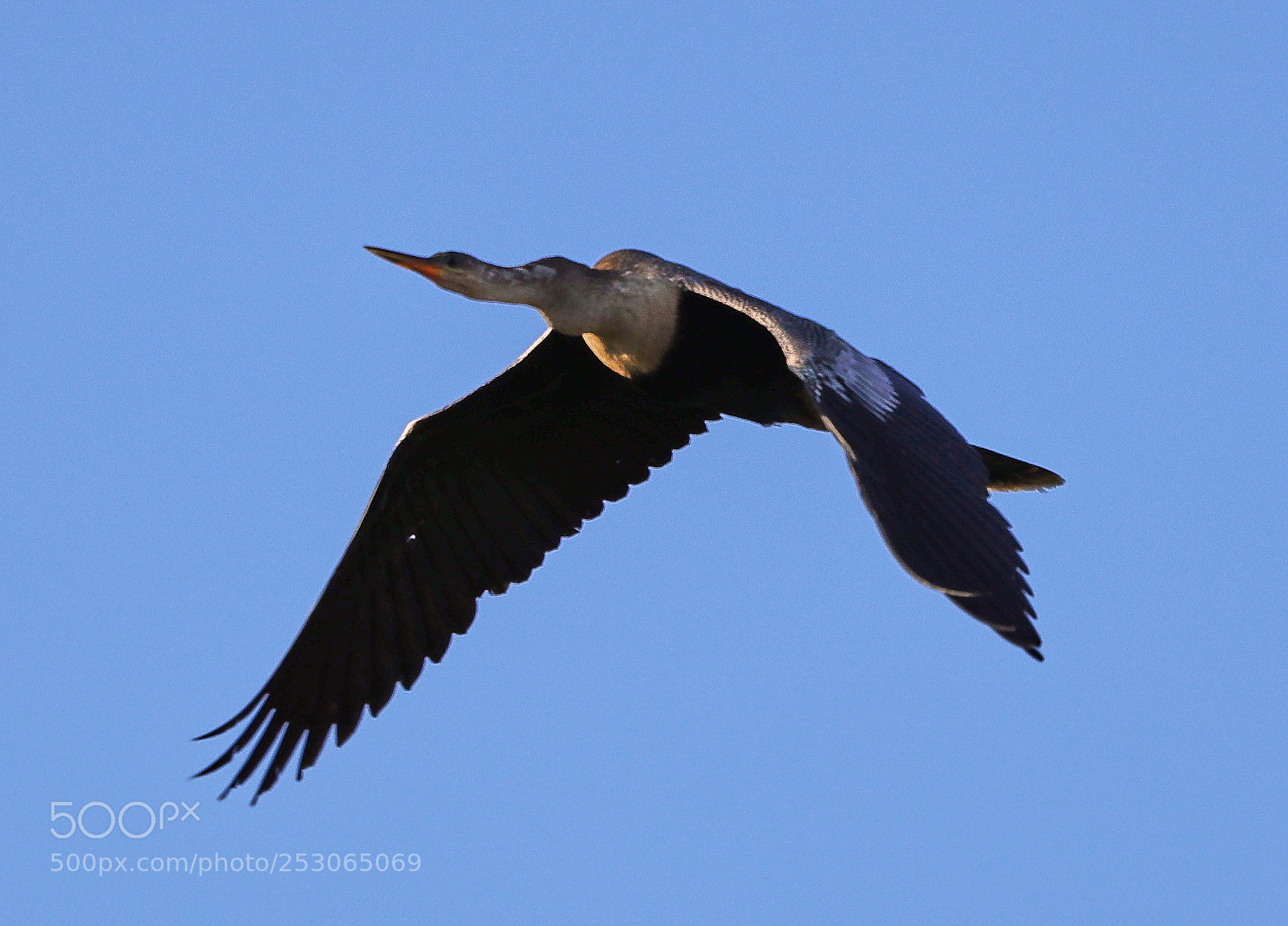 Canon EOS-1D X Mark II sample photo. 04-10-18-0011535.jpg photography