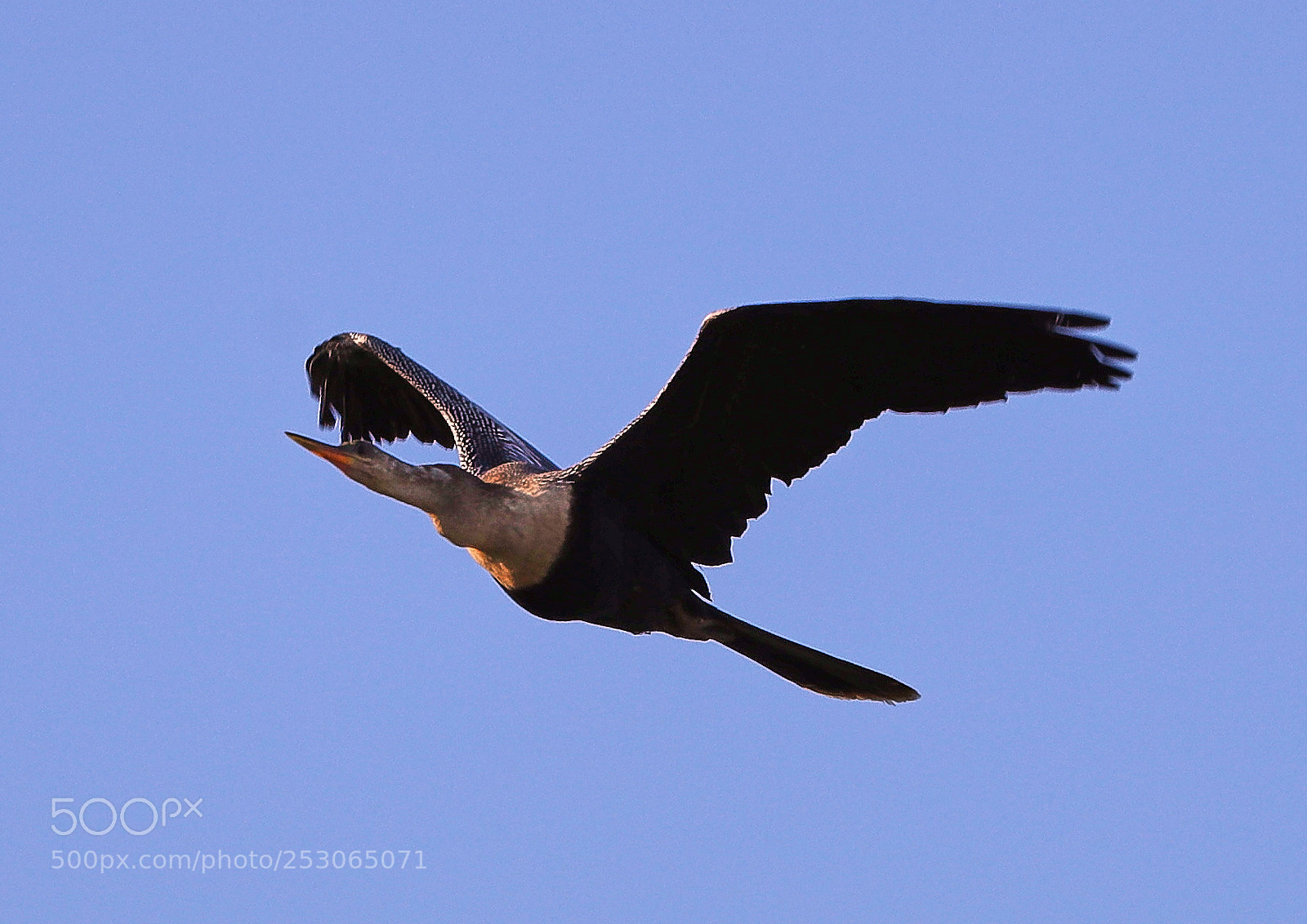 Canon EOS-1D X Mark II sample photo. 04-10-18-0011536.jpg photography