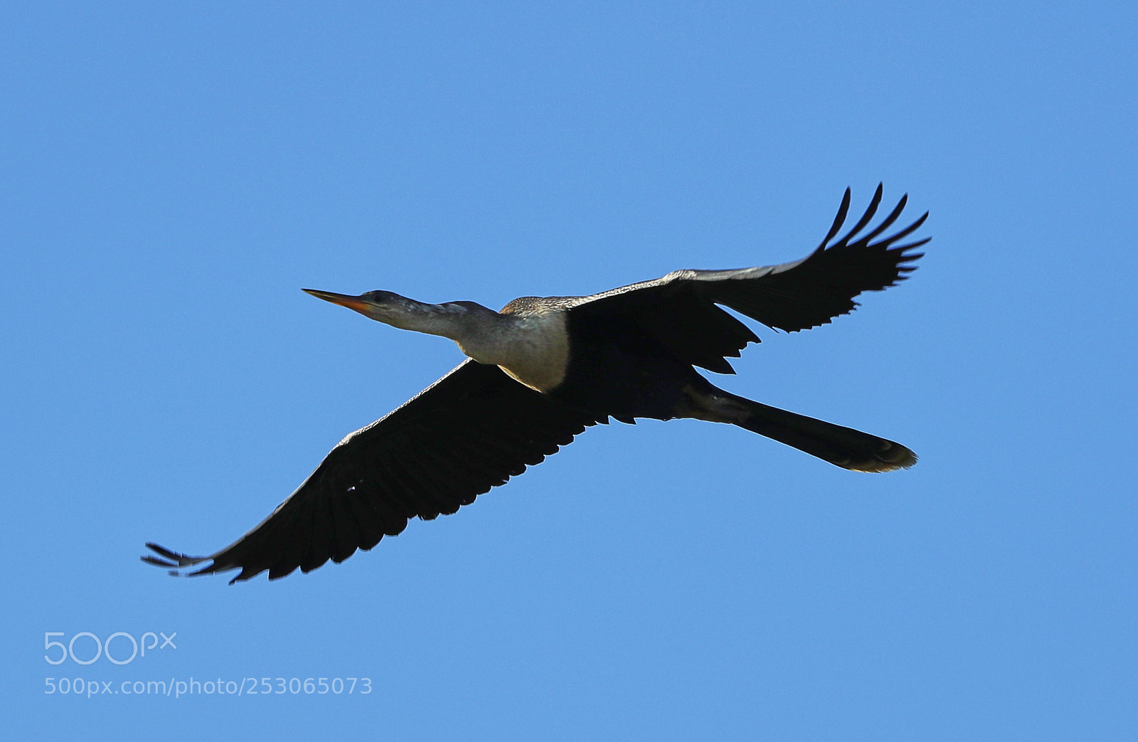 Canon EOS-1D X Mark II sample photo. 04-10-18-0011533.jpg photography